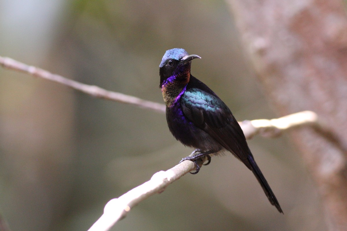 Copper-throated Sunbird - Prue Reid