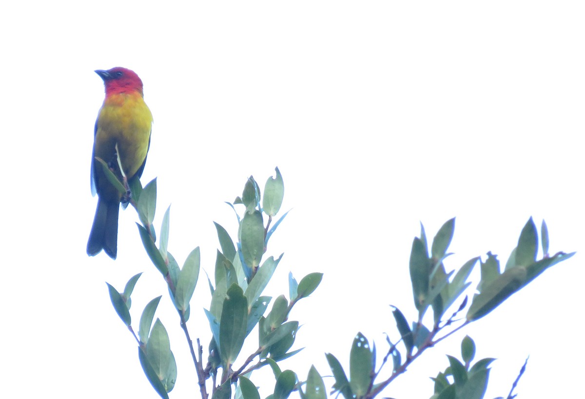 Red-hooded Tanager - ML600383251