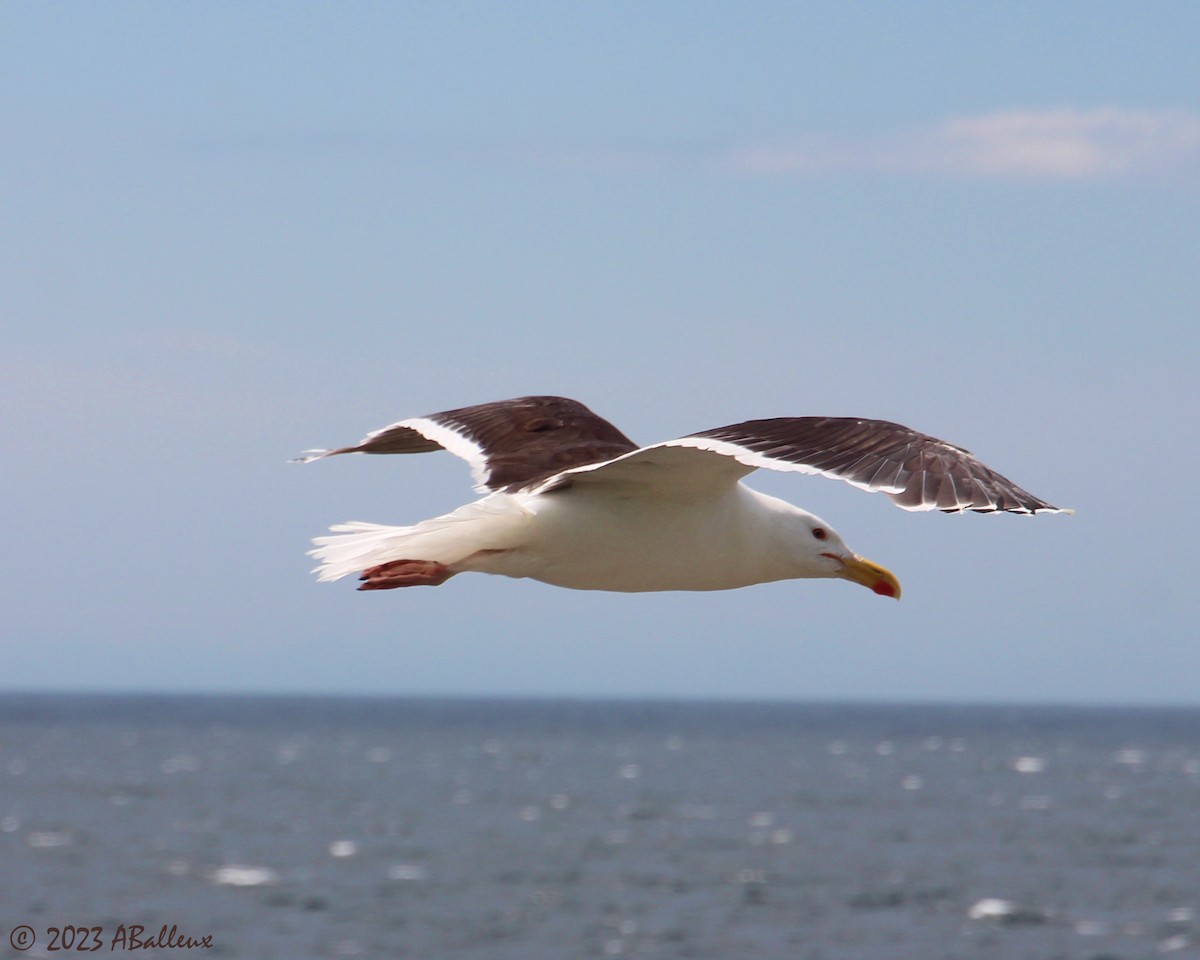 Great Black-backed Gull - ML600384291