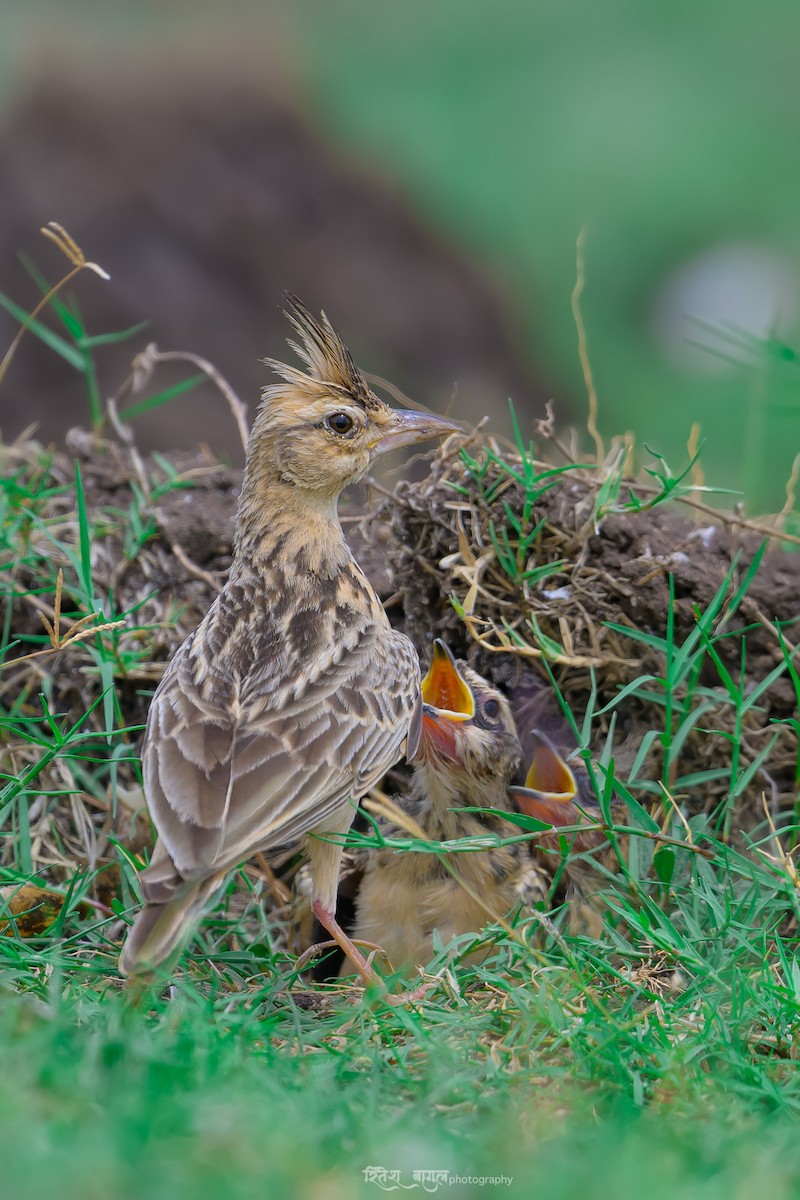 Tawny Lark - ML600384481