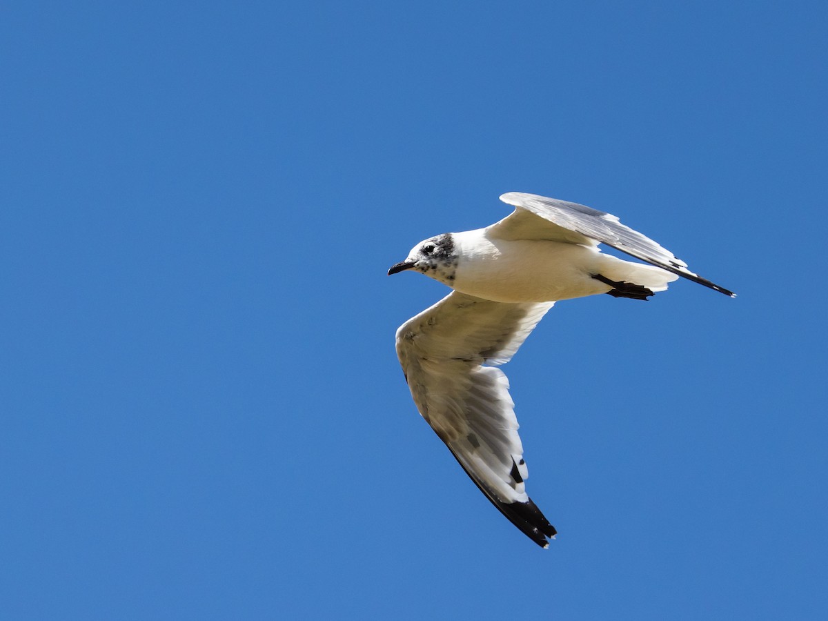 Franklin's Gull - ML600385411