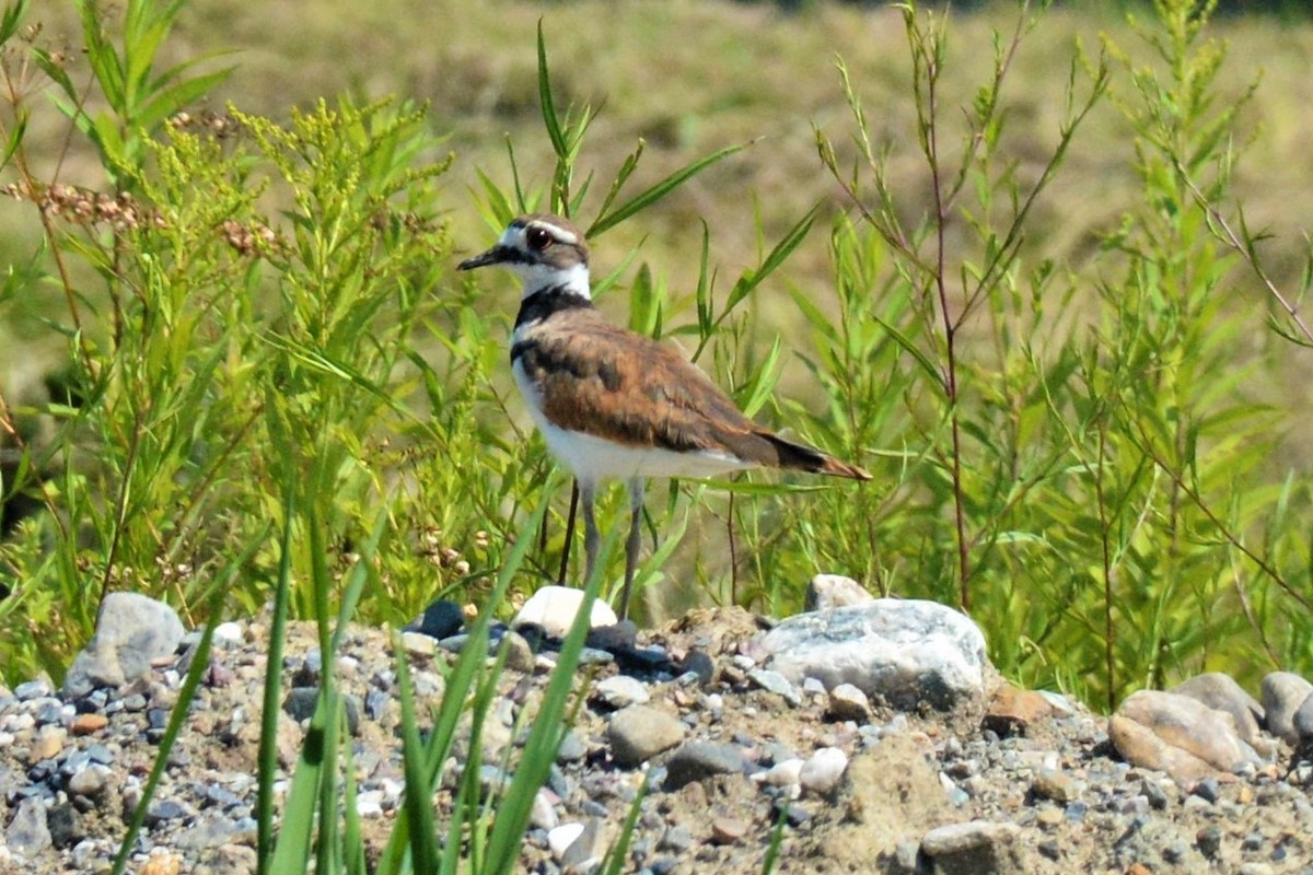 Killdeer - ML600386101