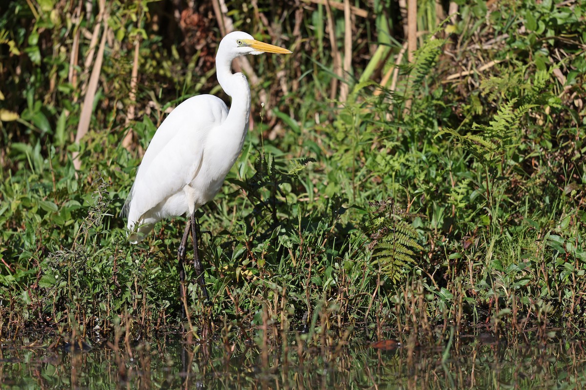 Great Egret - Mat Gilfedder