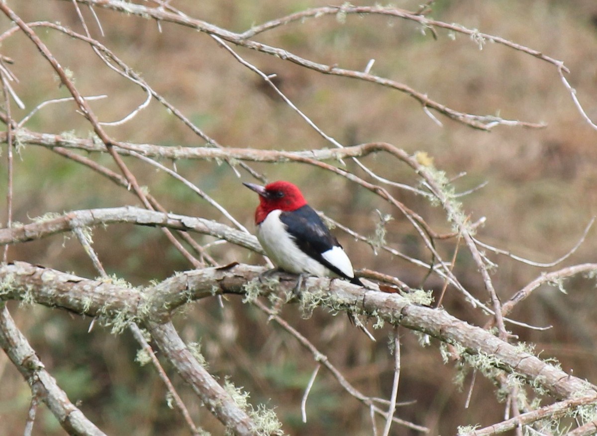 Red-headed Woodpecker - ML600387071