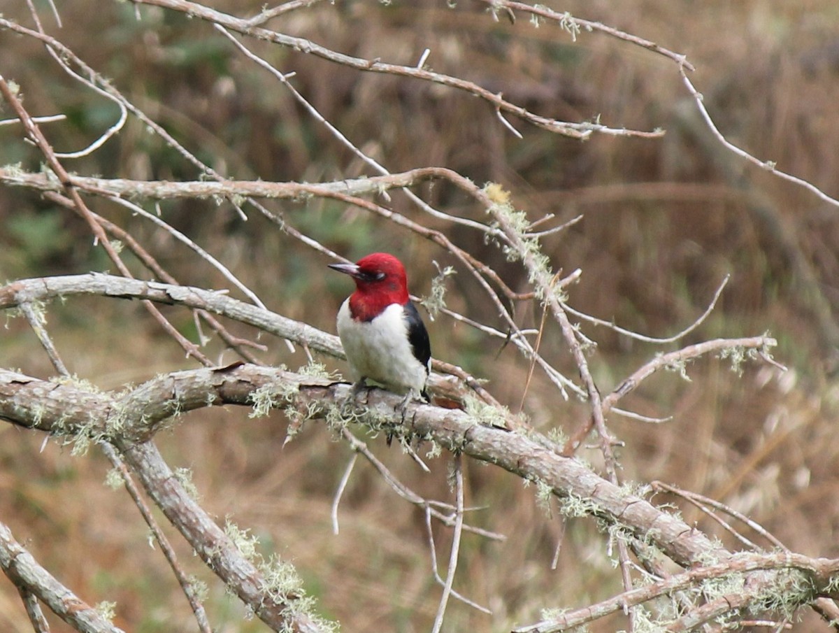 Red-headed Woodpecker - ML600387081