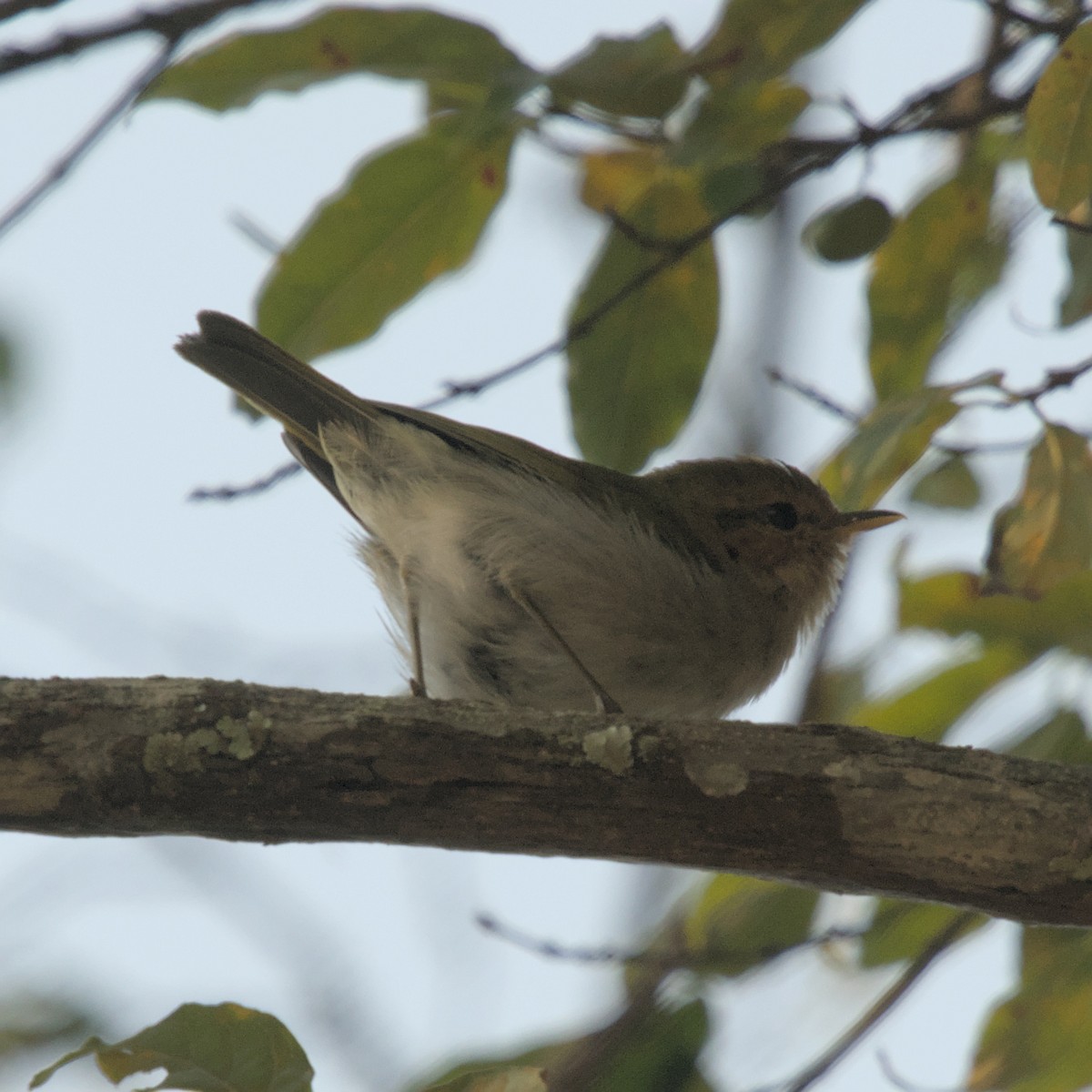 Red-faced Woodland-Warbler - ML600387131