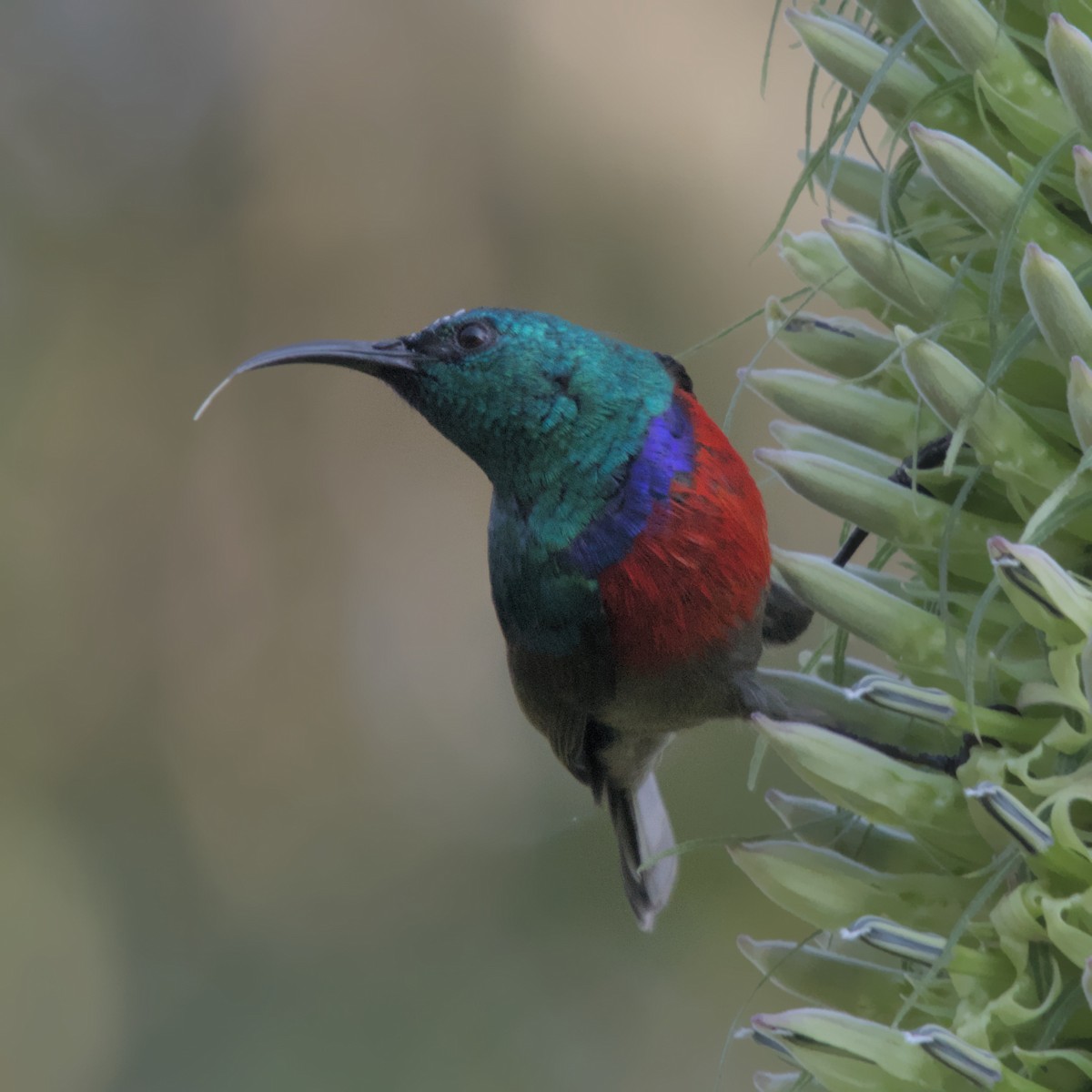 Stuhlmann's Sunbird - Manuel Morales