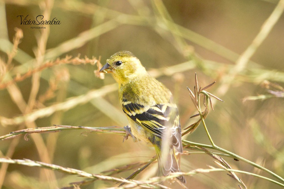 Black-chinned Siskin - ML600387491