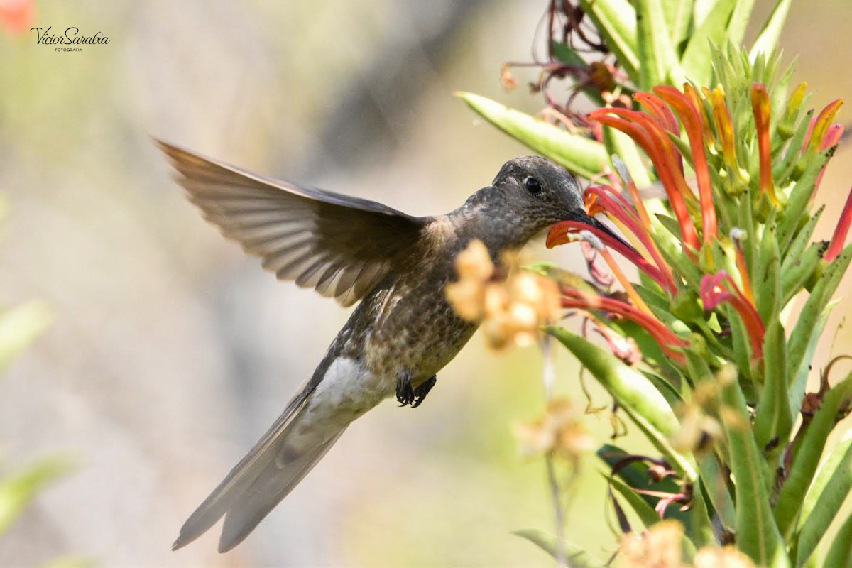 Riesenkolibri - ML600387541