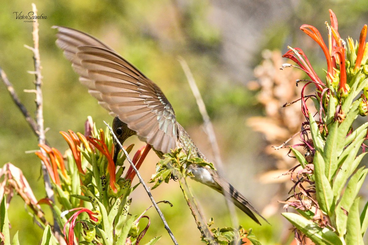 Giant Hummingbird - ML600387551