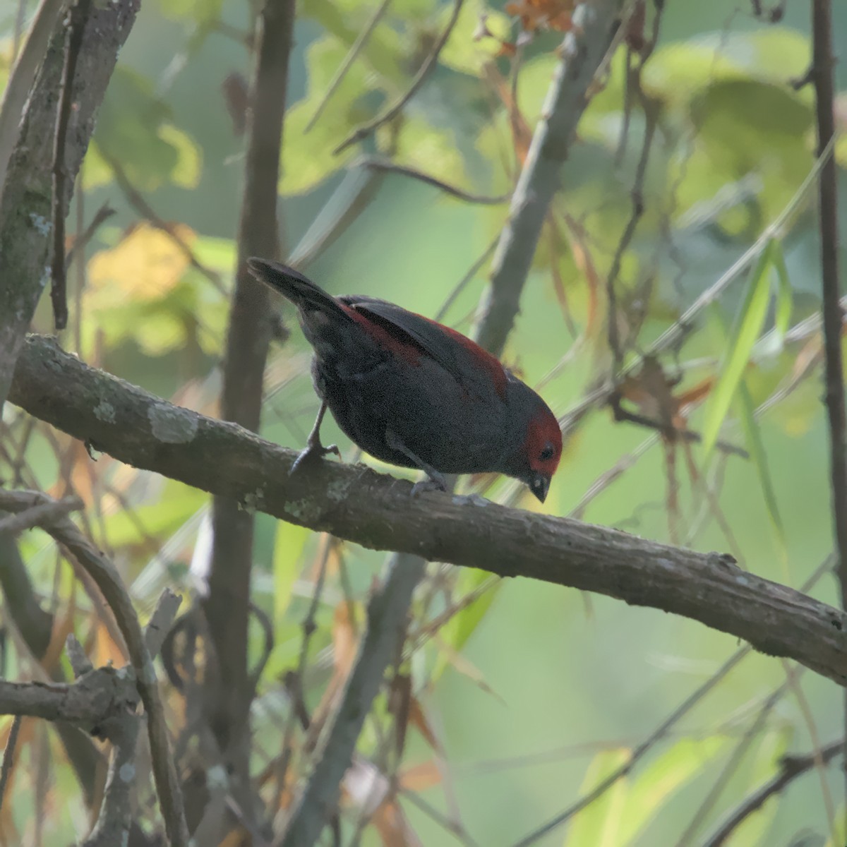 Dusky Crimsonwing - ML600387821