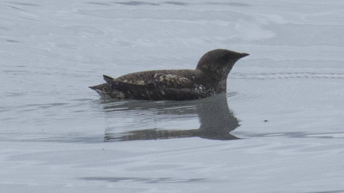 Marbled Murrelet - Lee Harding