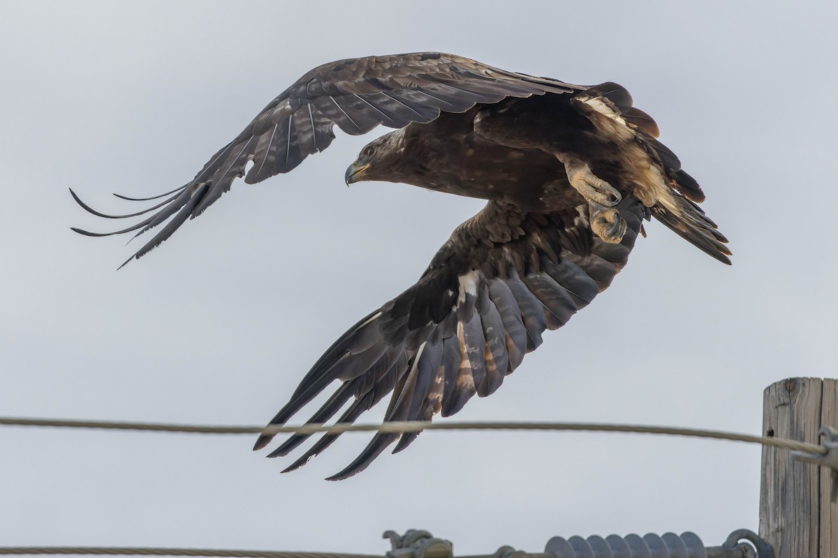 Golden Eagle - ML600390131