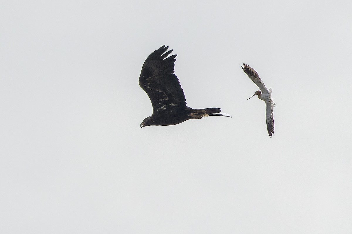 Águila Real - ML600390161