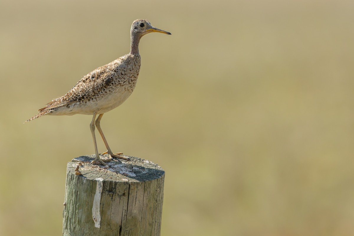 Upland Sandpiper - ML600390481