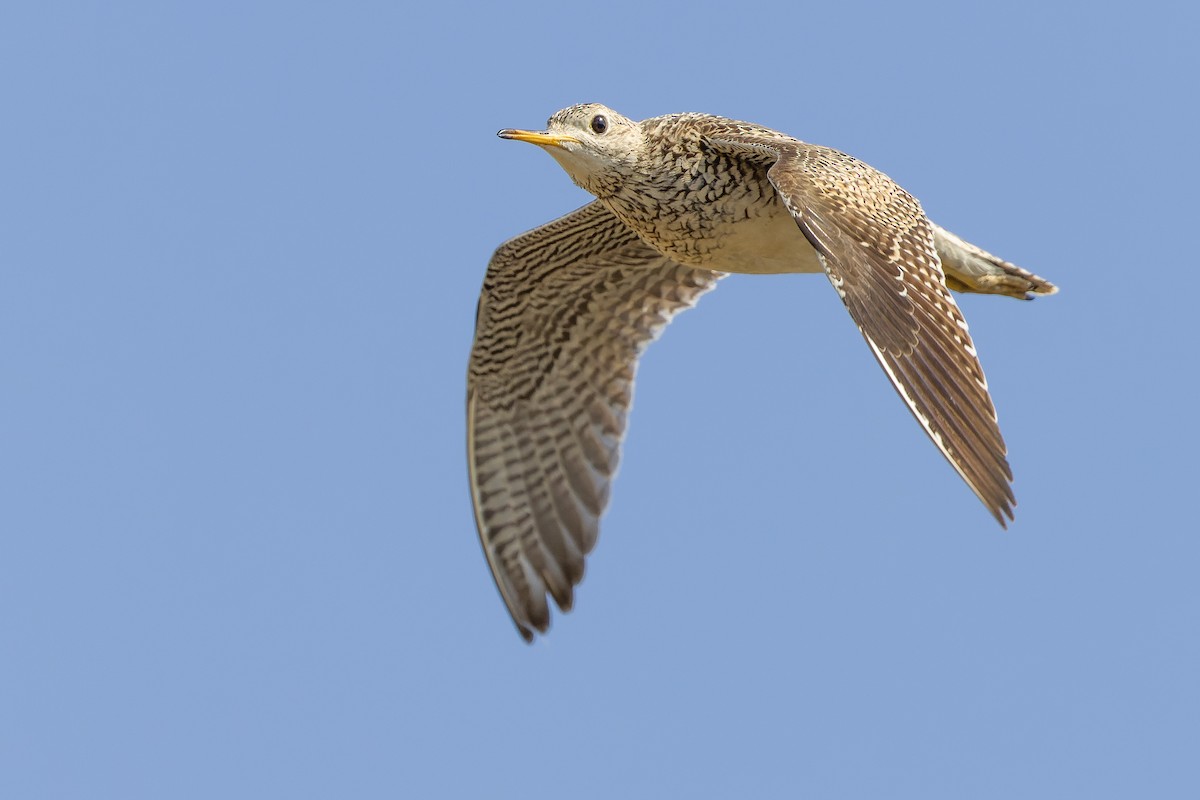 Upland Sandpiper - ML600390491