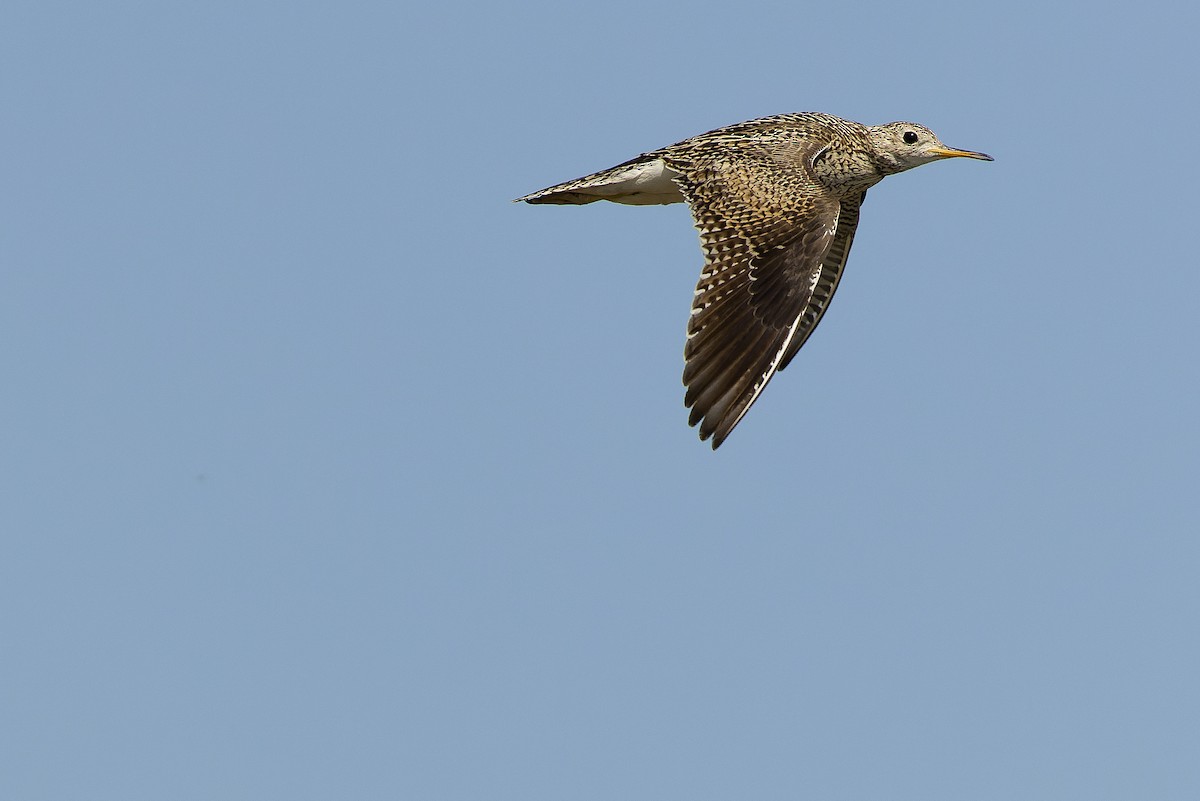 Upland Sandpiper - ML600390511