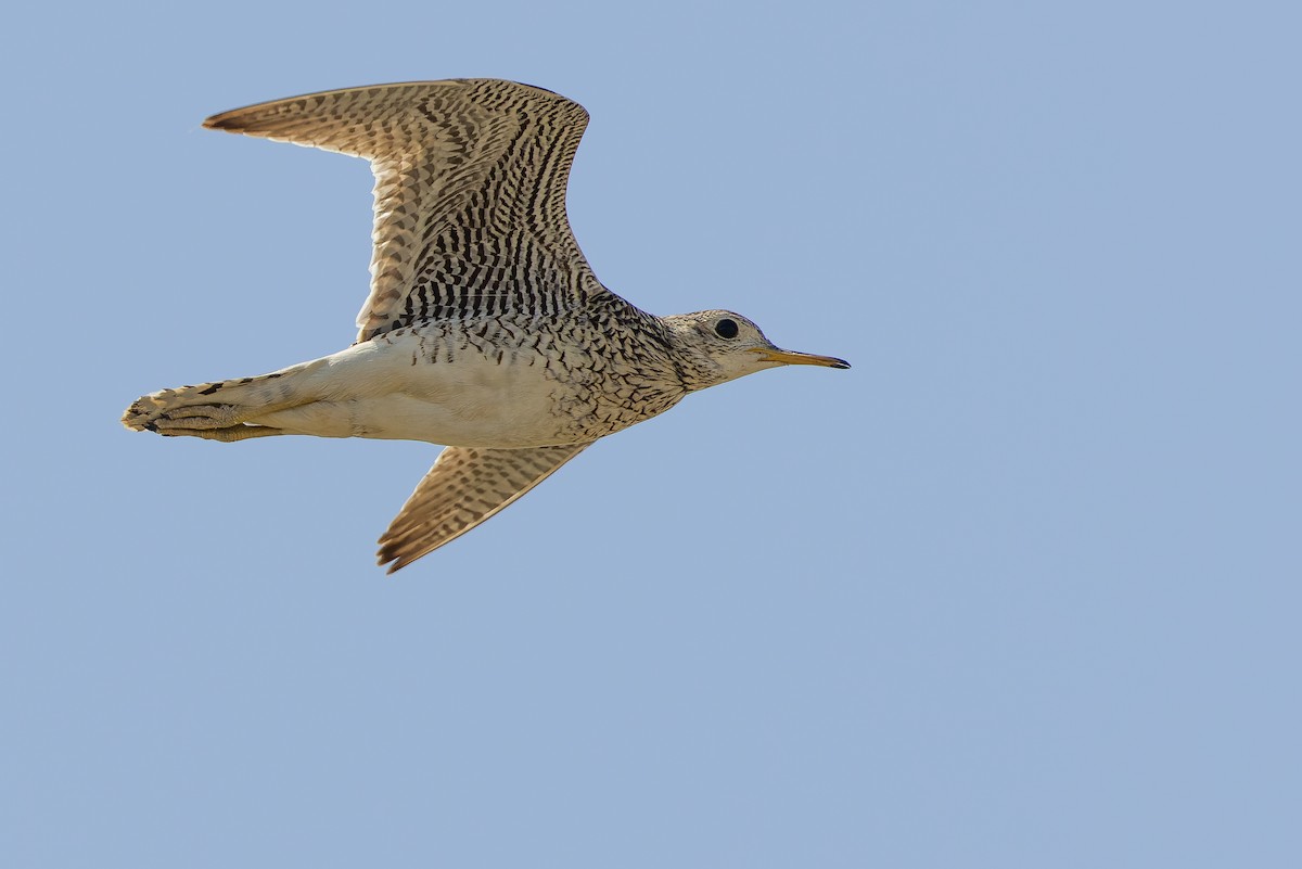 Upland Sandpiper - ML600390541