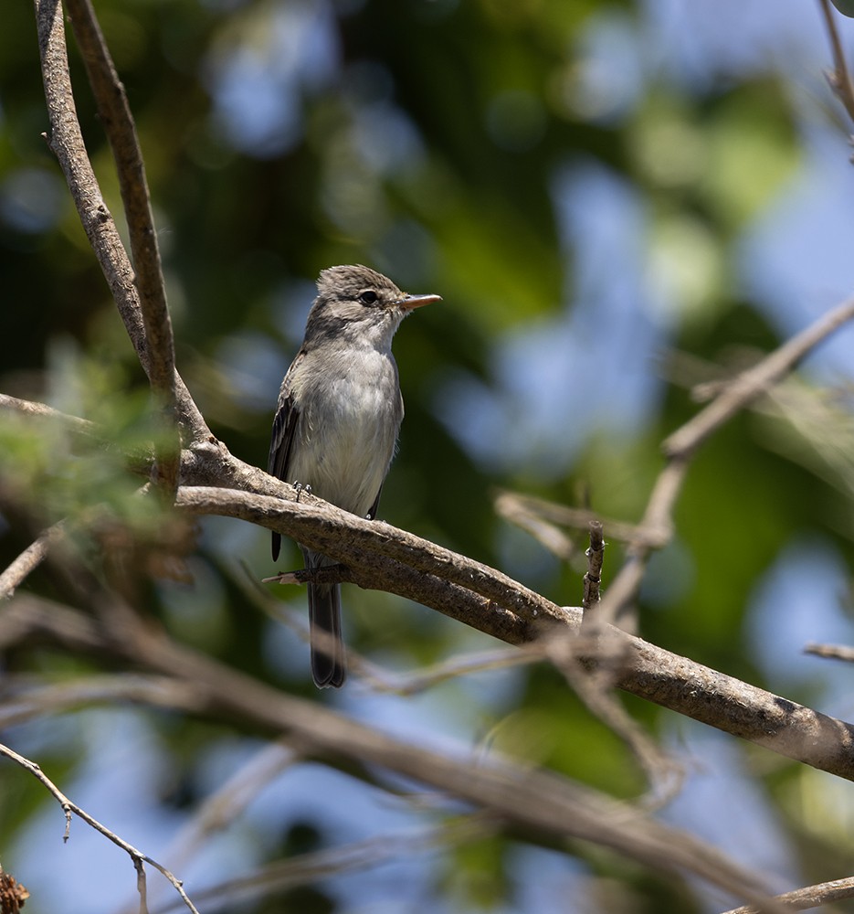 Willow Flycatcher - Gary Woods