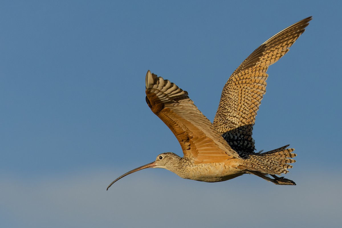 Long-billed Curlew - Joachim Bertrands