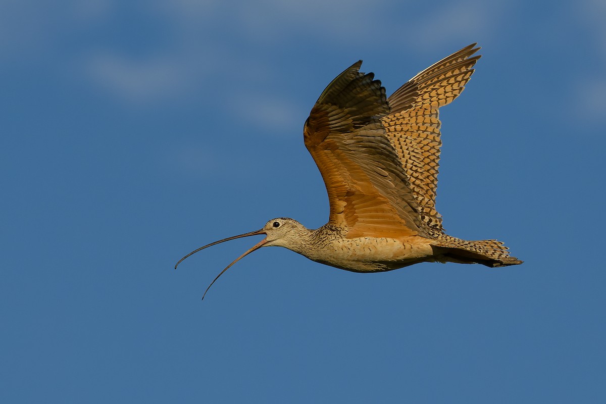 Long-billed Curlew - Joachim Bertrands