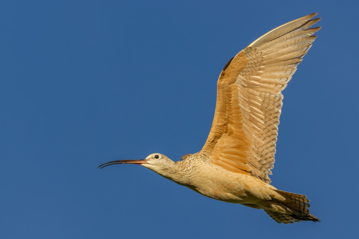 Long-billed Curlew - Joachim Bertrands