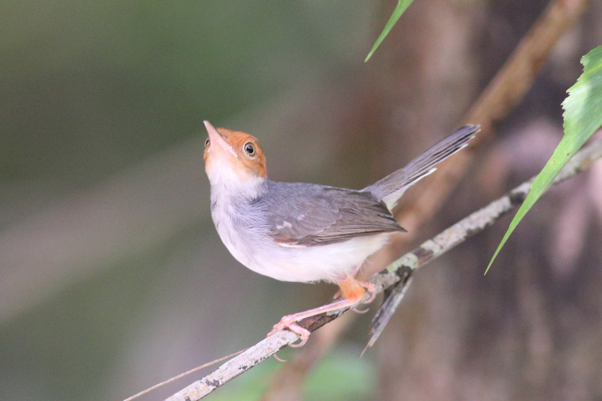 Ashy Tailorbird - Prue Reid