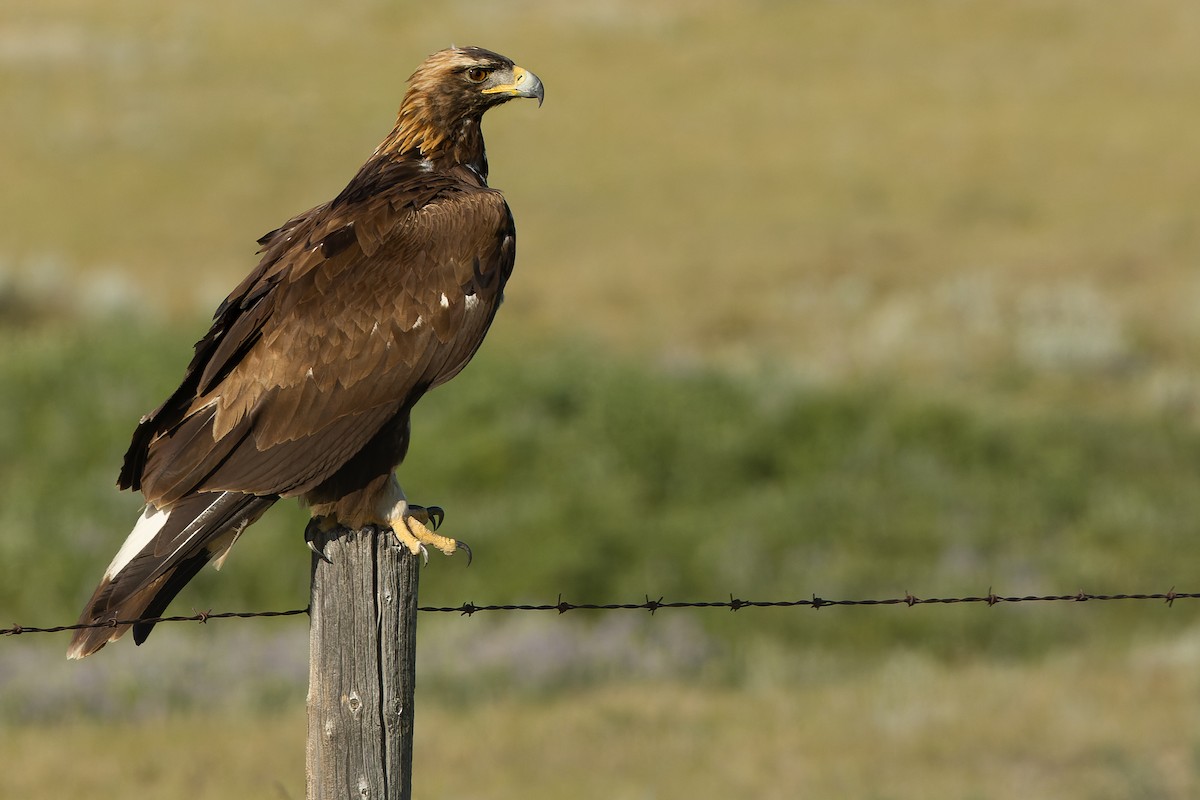 Golden Eagle - Joachim Bertrands