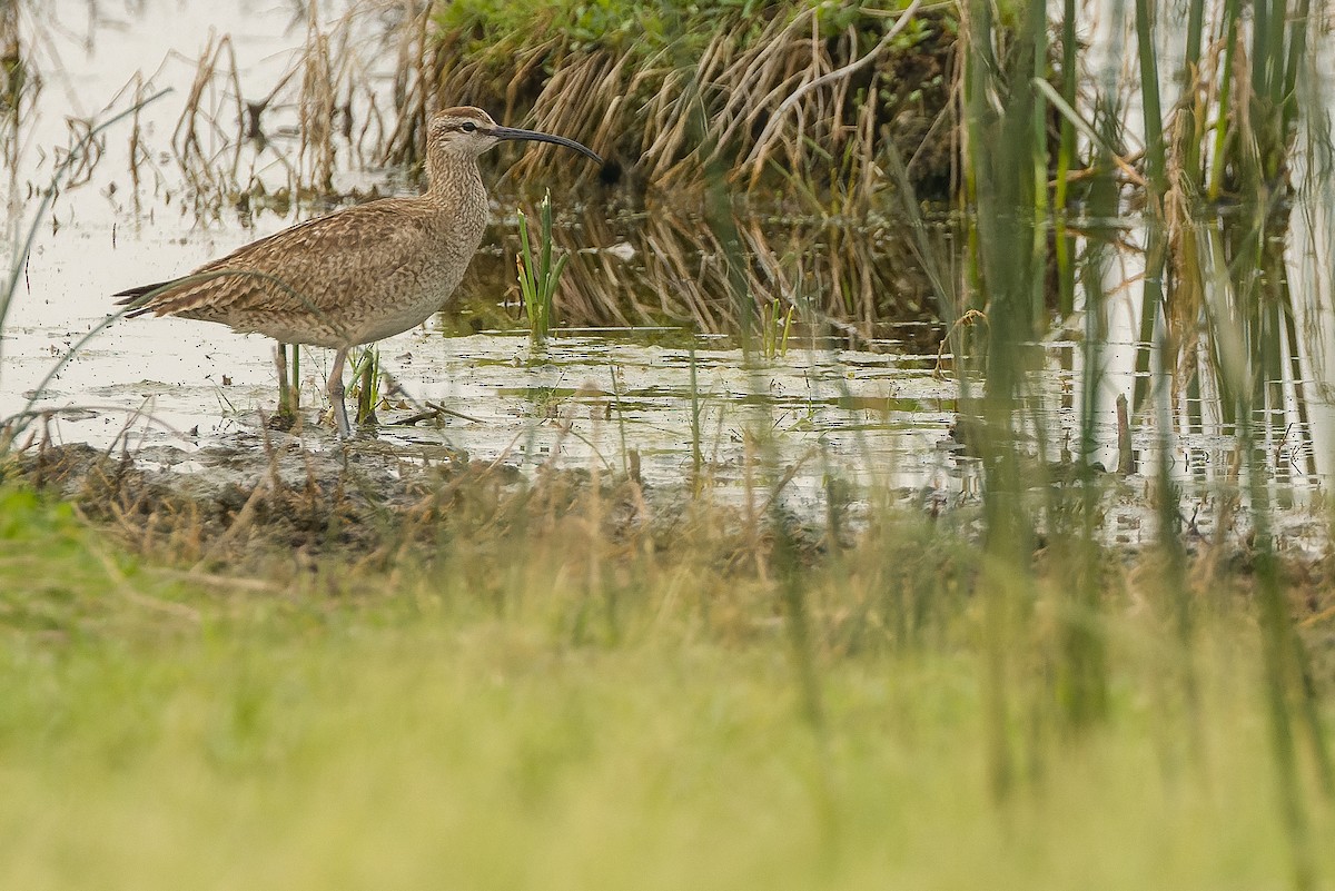 Courlis corlieu (hudsonicus) - ML600393161