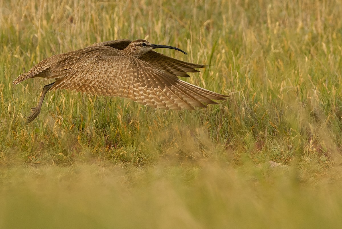 Regenbrachvogel (hudsonicus) - ML600393171