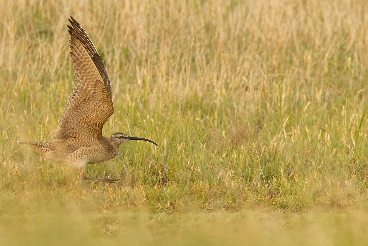 Whimbrel (Hudsonian) - Joachim Bertrands