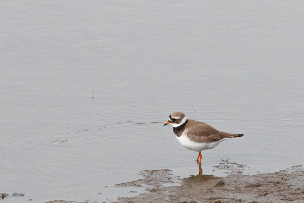 Common Ringed Plover - ML600393801