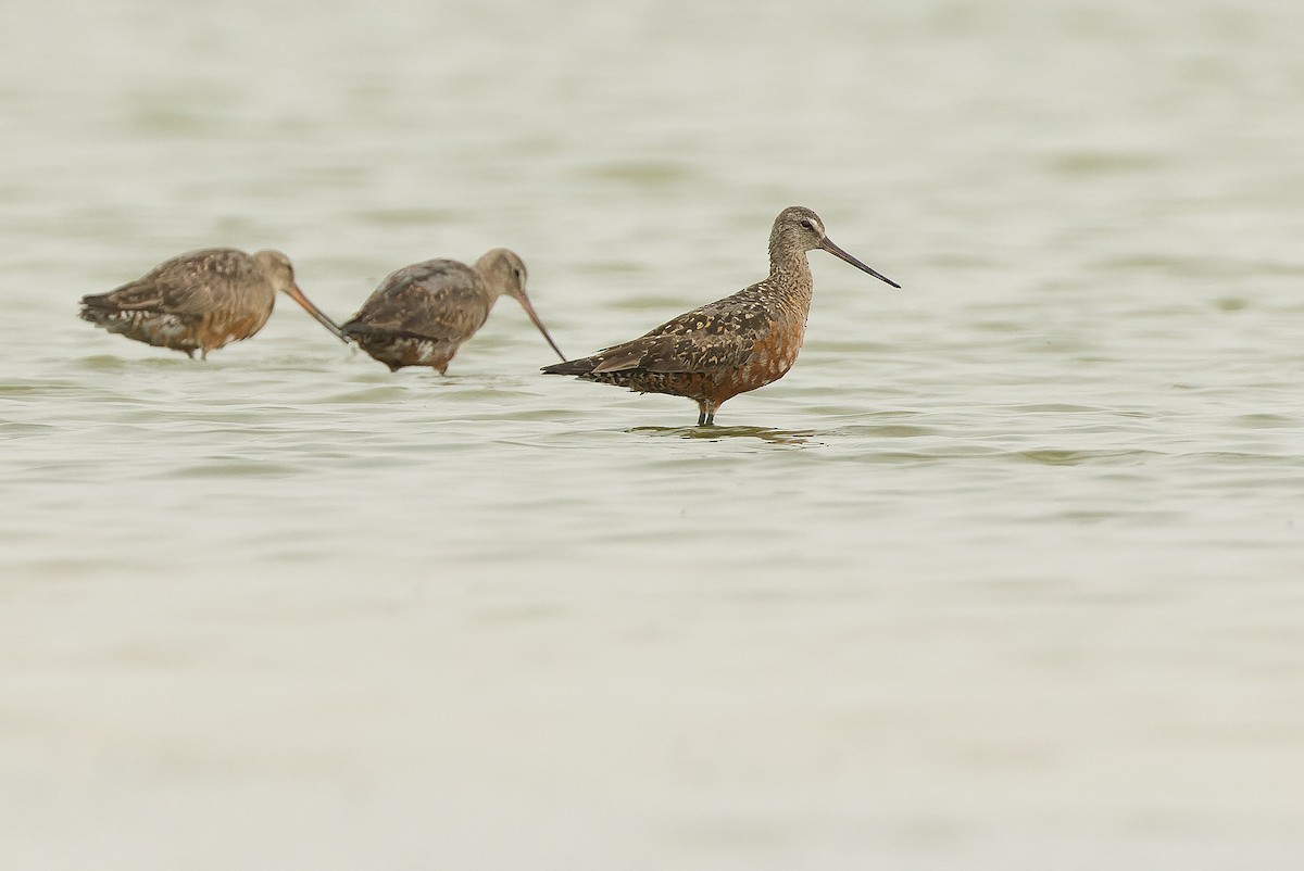 Hudsonian Godwit - ML600393911