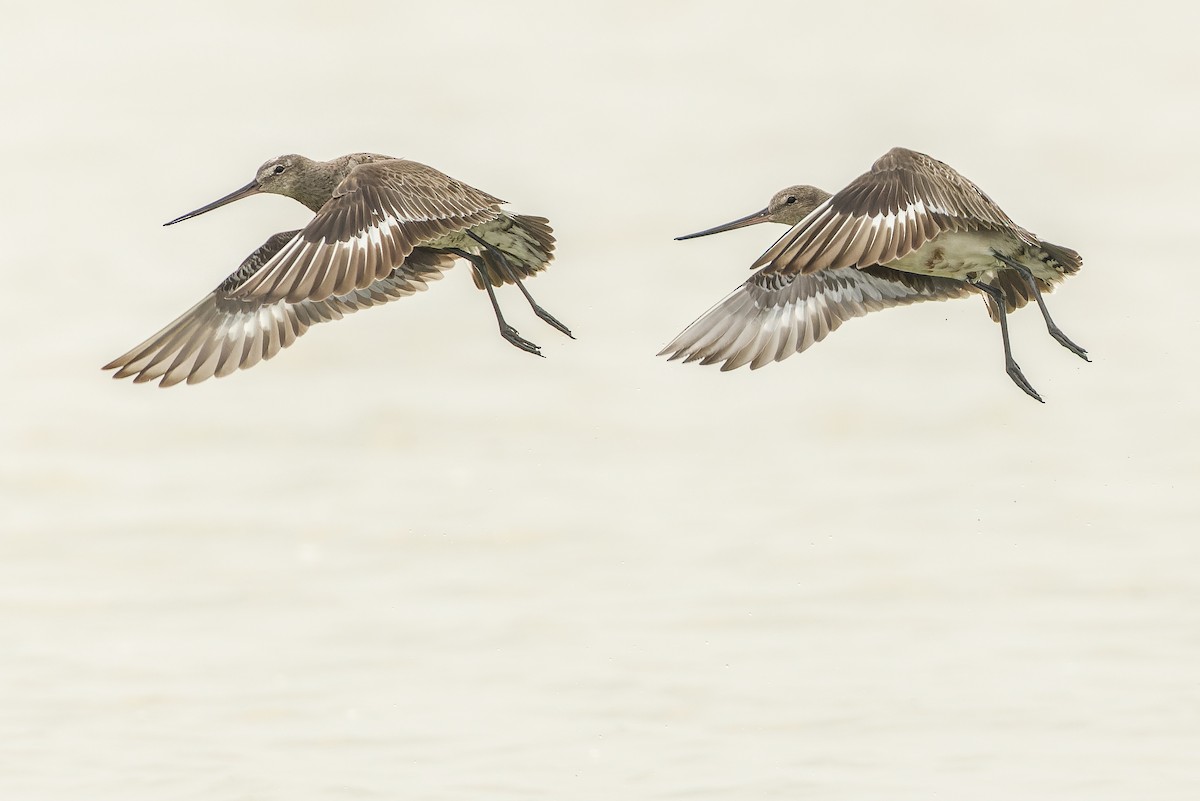 Hudsonian Godwit - ML600393951