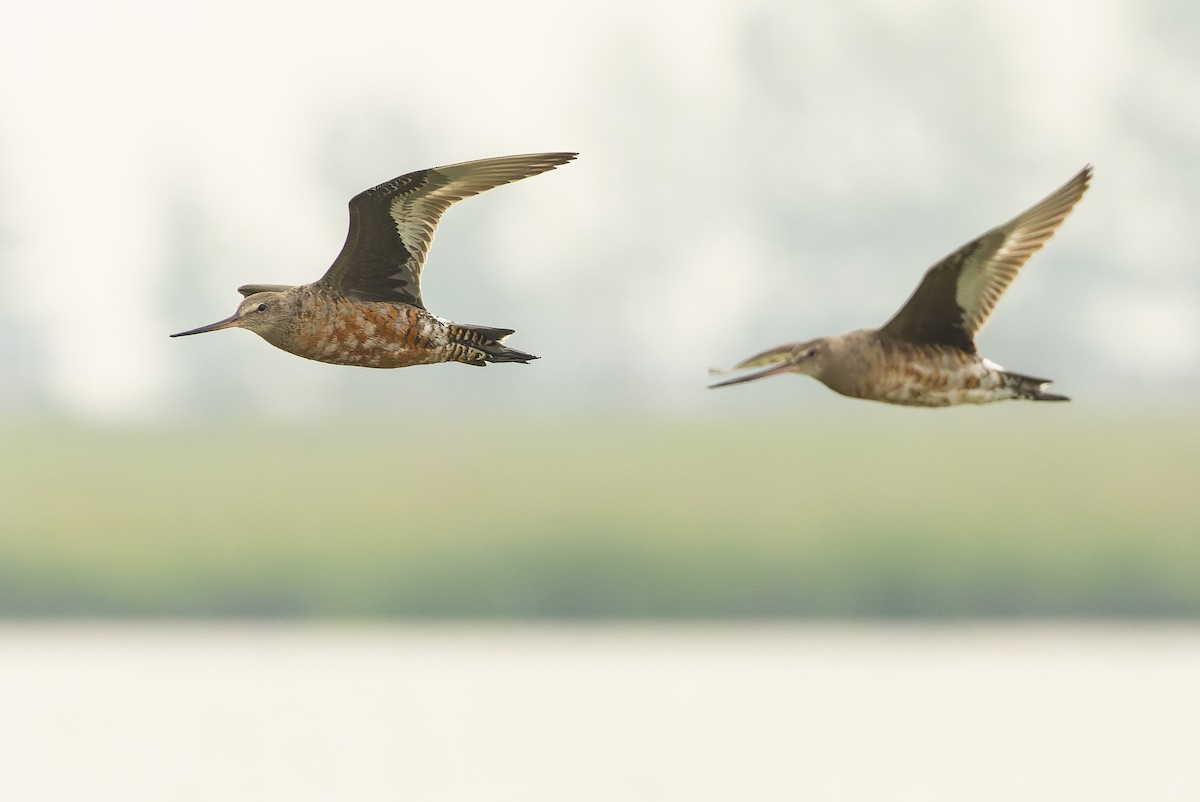 Hudsonian Godwit - ML600393961