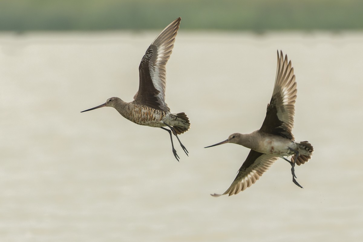 Hudsonian Godwit - ML600393991