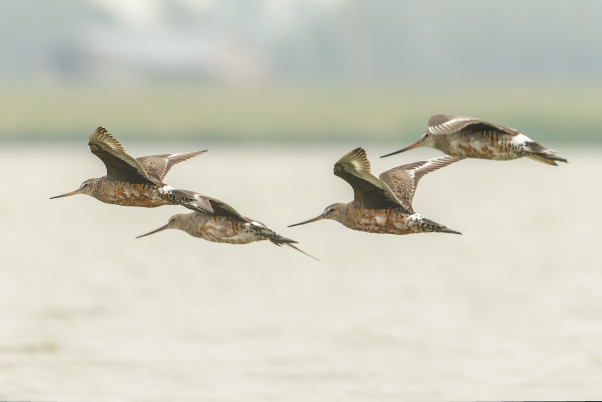 Hudsonian Godwit - ML600394011