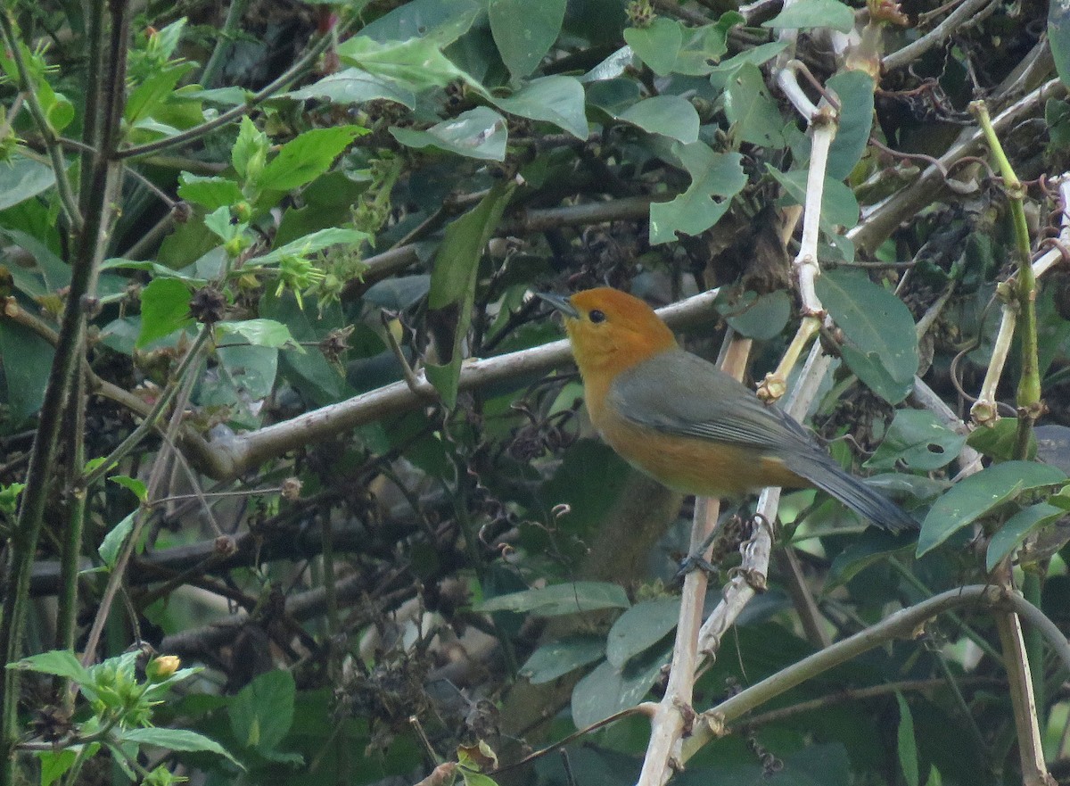 Rufous-chested Tanager - Iván Lau