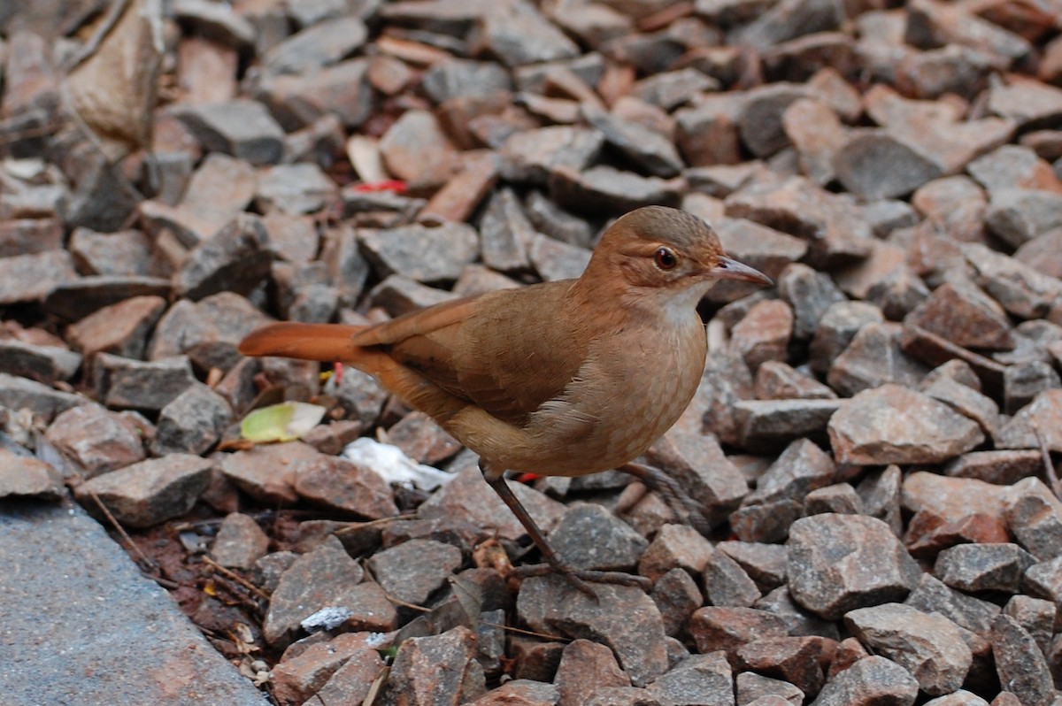 Rufous Hornero - ML600395691