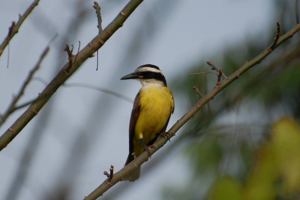 Great Kiskadee - Dave Griswold