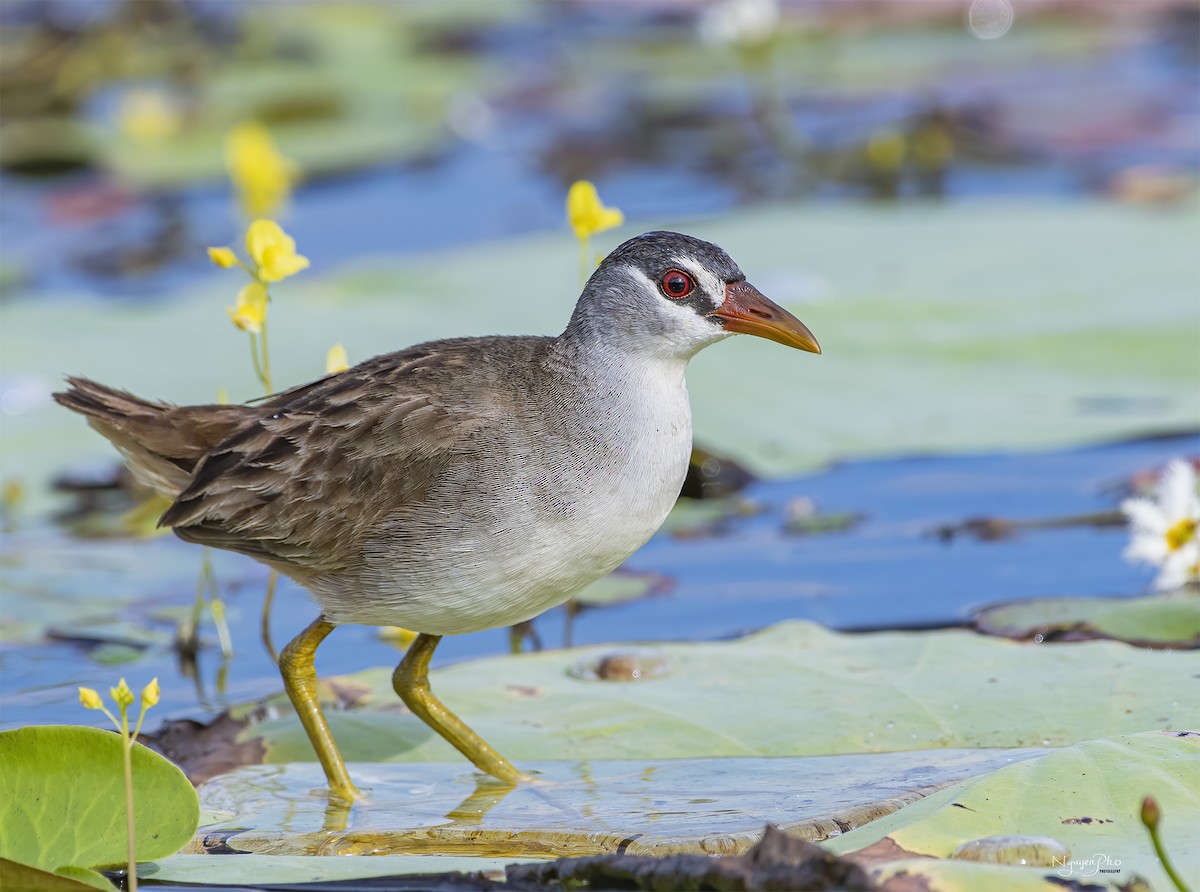 White-browed Crake - ML600398031