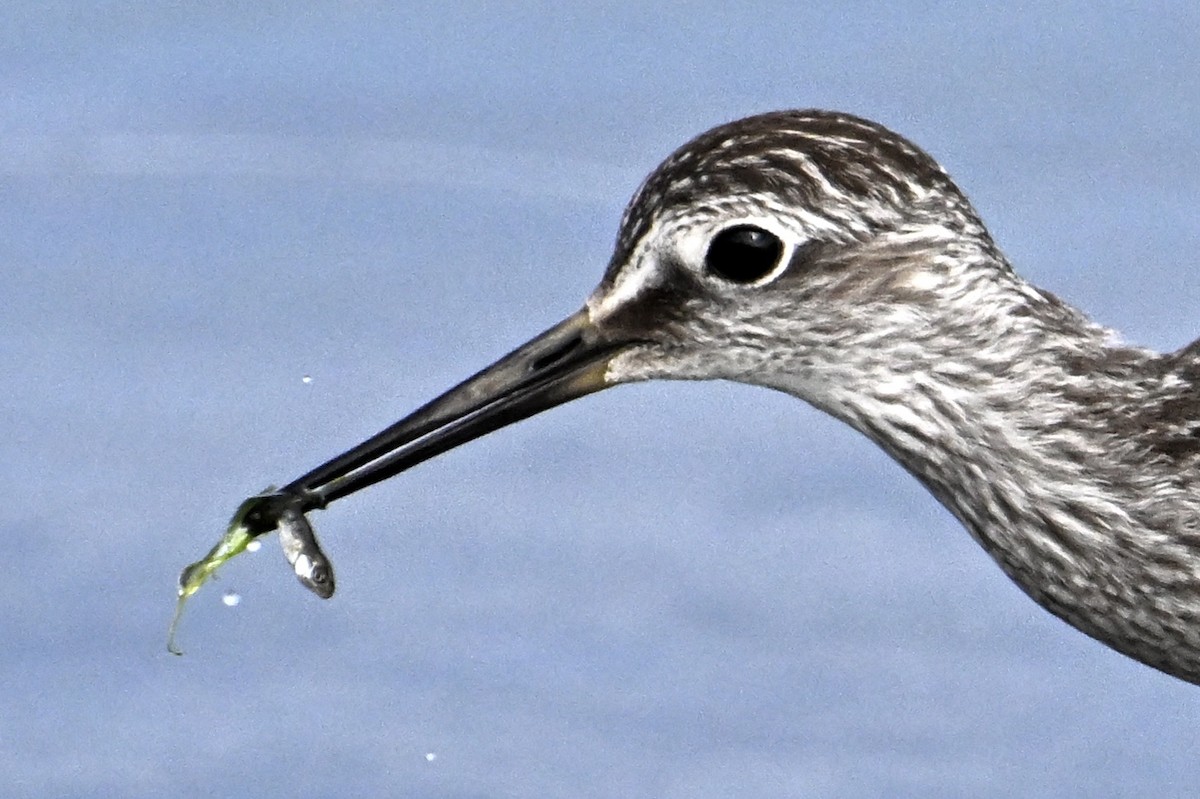 Lesser Yellowlegs - John Dumlao