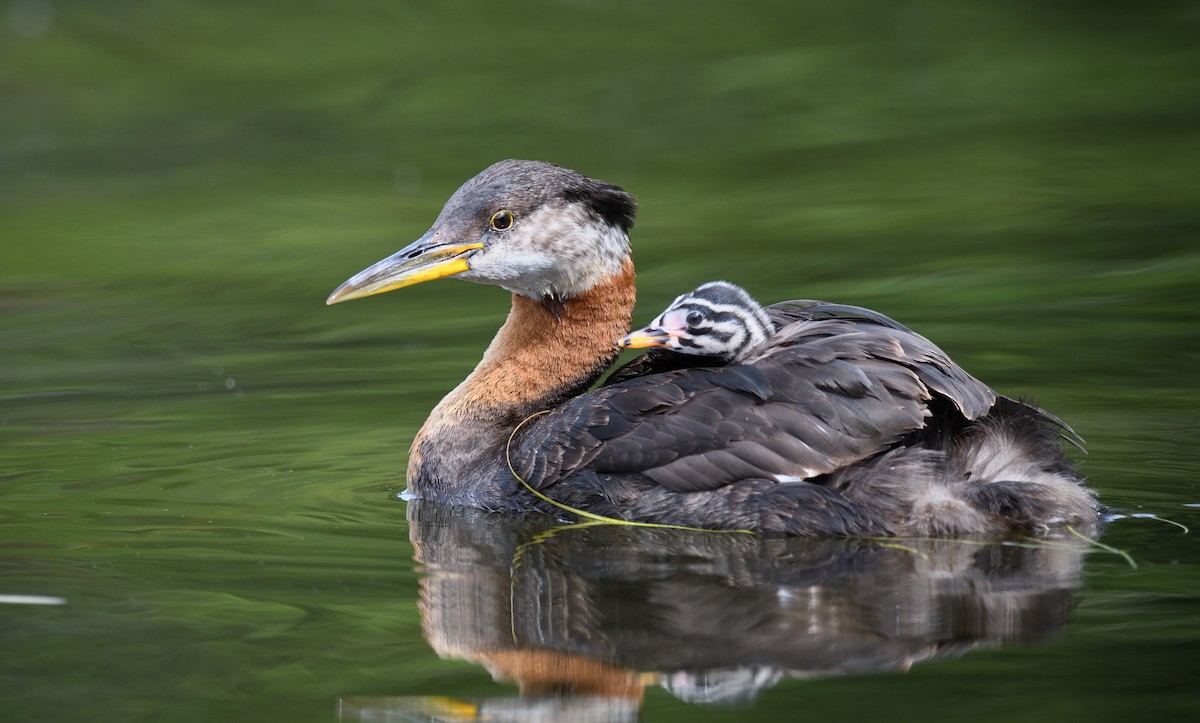 Red-necked Grebe - ML600399041