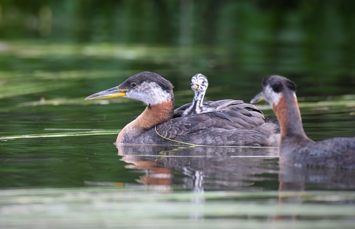 Red-necked Grebe - Timothy Piranian