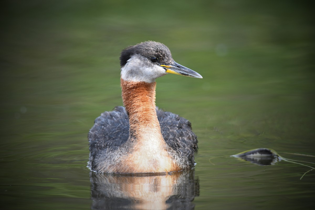 Red-necked Grebe - ML600399091
