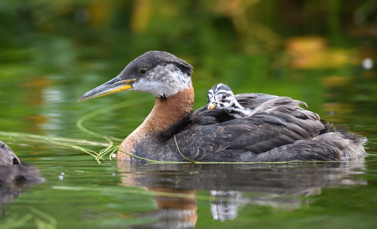 Red-necked Grebe - ML600399121