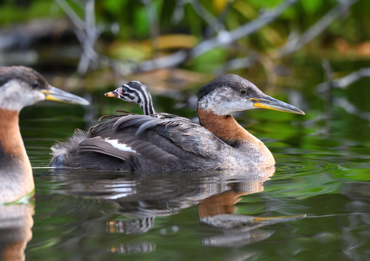 Red-necked Grebe - ML600399131