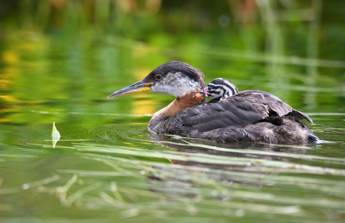Red-necked Grebe - ML600399141