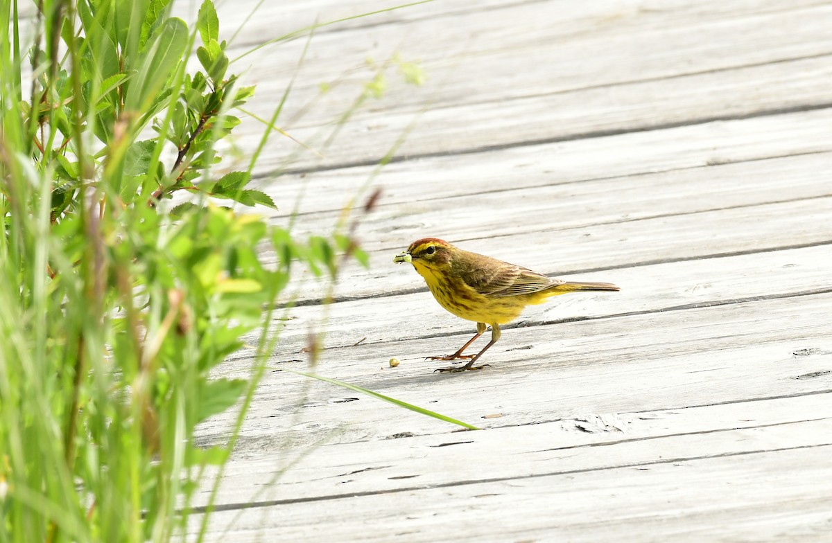 Palm Warbler (Yellow) - Sabine Decamp