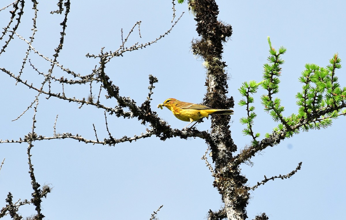 Palm Warbler (Yellow) - ML600401651